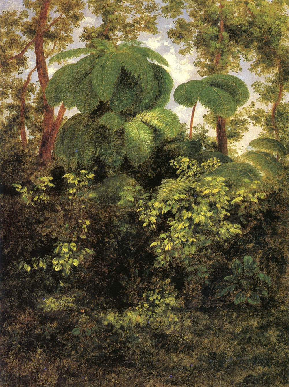 pacho forest